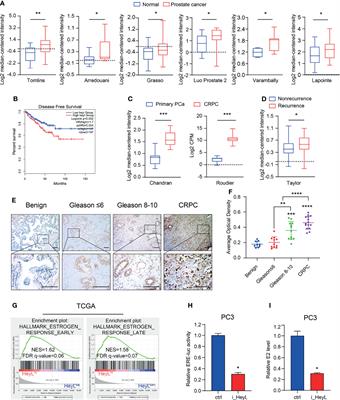 The HeyL-Aromatase Axis Promotes Cancer Stem Cell Properties by Endogenous Estrogen-Induced Autophagy in Castration-Resistant Prostate Cancer